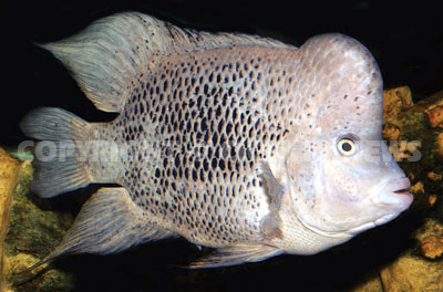 Cuban best sale cichlid care